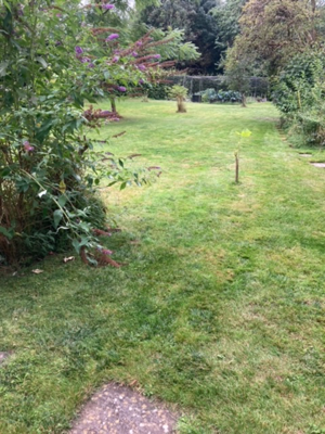 <p>Garden after makeover<br></p>